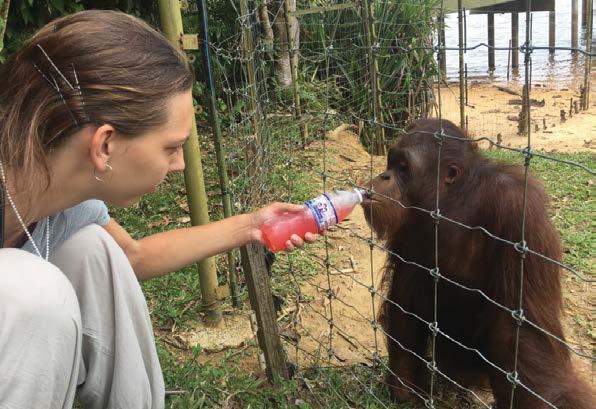 Poranění kostí u těchto kočkovitých šelem jsou pro veterinární chirurgy vždy velkou výzvou, protože vyžadují nejen dlouholeté zkušenosti, ale také potřebné vybavení a speciál ní instrumentárium k