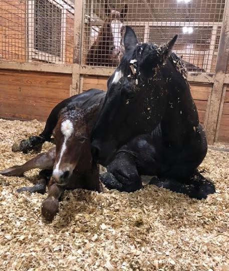 ročníku studijního programu Veterinární hygieny a ekologie stáže v Texasu, kde strávila během letních prázdnin 2018 celý měsíc.