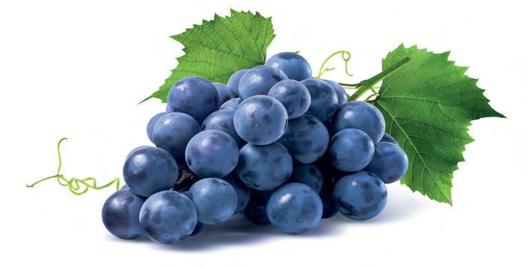 ČERVENÁ VÍNA RED WINES ROTWEINE Zweigeltrebe 0,75 l 360 CZK suché, zemské Jemně strukturované lehčí červené víno. Ve vůni převládá zralá švestka a černá višeň.