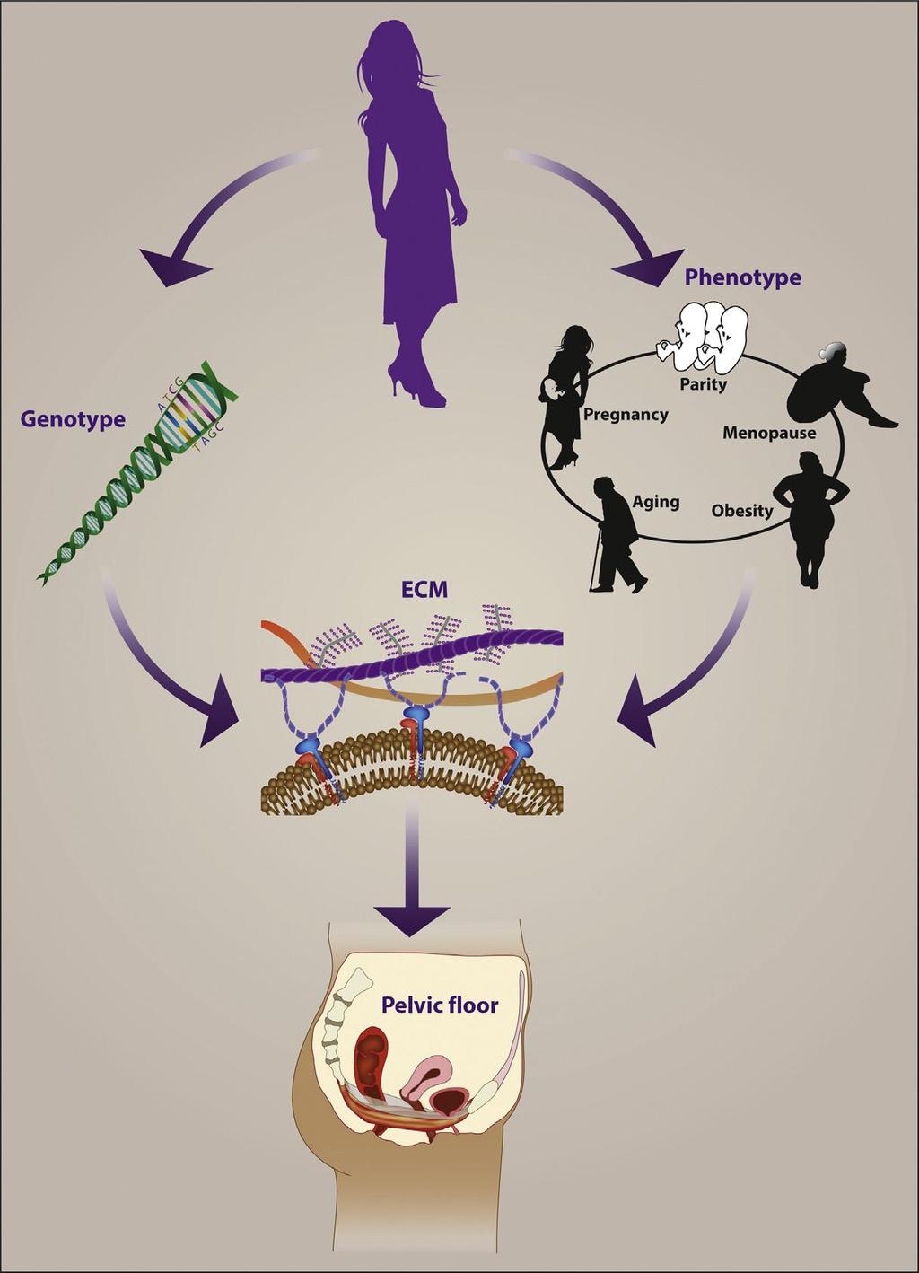 FAKTORY OVLIVŇUJÍCÍ FUNKCI SPD Schematické znázornění kombinovaných účinků genotypu a fenotypu faktorů, které mohou mít vliv na ECM (extracellular matrix) složení, strukturu podpůrné funkce svalů