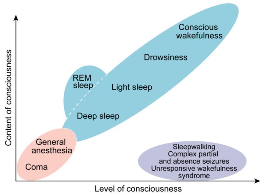 Bezvědomí (unconsciousness) Vědomí = bdím a jsem si vědom.