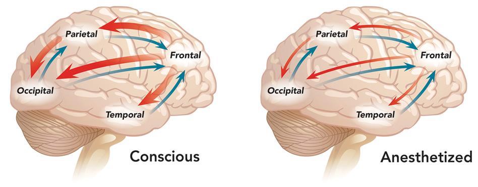 Mechanismus účinku celkové anestezie GABA-mimetika posilují útlum neuronů NMDA-antagonisté brání excitaci neuronů narušují tím přenos informací v neuronových sítích