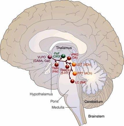 Jak funguje doplňovaná anestezie? kůra + thalamus + VLPO + kmen acetylcholin - tegmentum dopamin tegmentum histamin ncl.