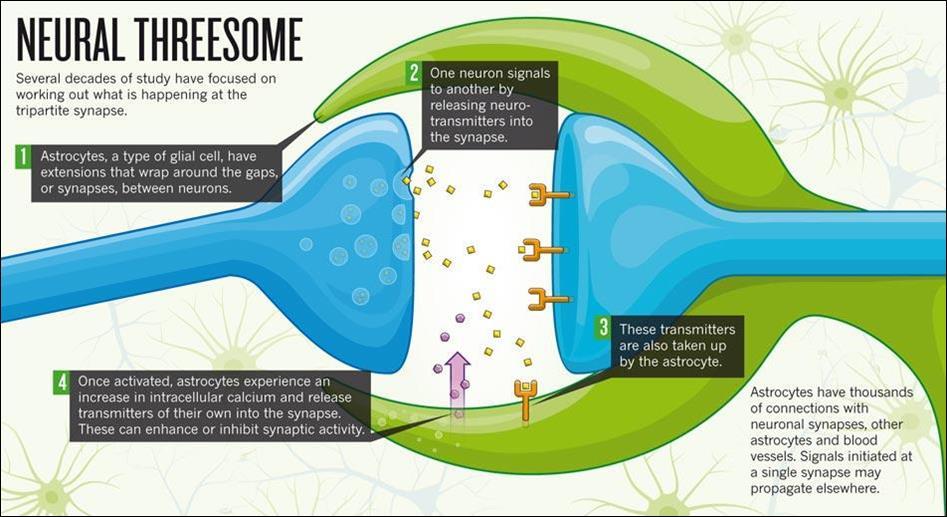 Tripartitní synapse a gliotransmitery Araque, A et al.: "Tripartite synapses: glia, the unacknowledged partner". Trends Neurosci.