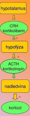 fyziologická sekrece kortizolu