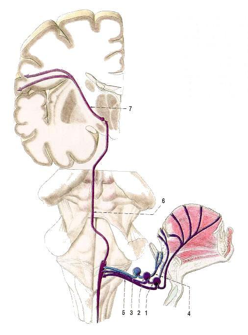 korová oblast thalamus ganglia
