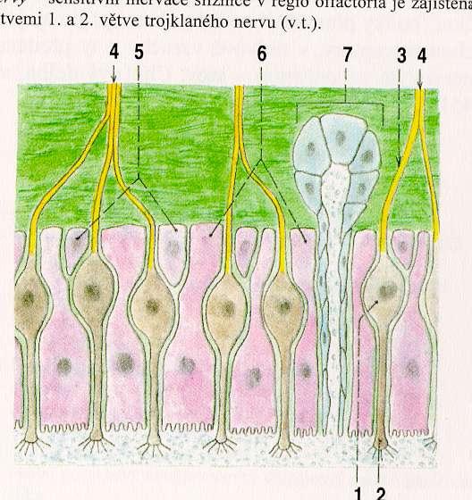 d axon (filum olfactorium)