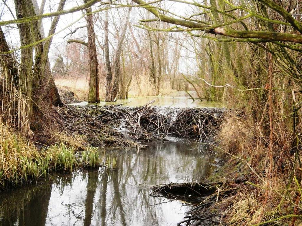 Obr. 25 Bobří hráz na kanálu u Brodu nad Dyjí materiál Povodí Moravy s.p. Na druhé straně silnice jsem naopak našla mnoho ohryzů, dvě bobří hráze, zásobárny i nory.