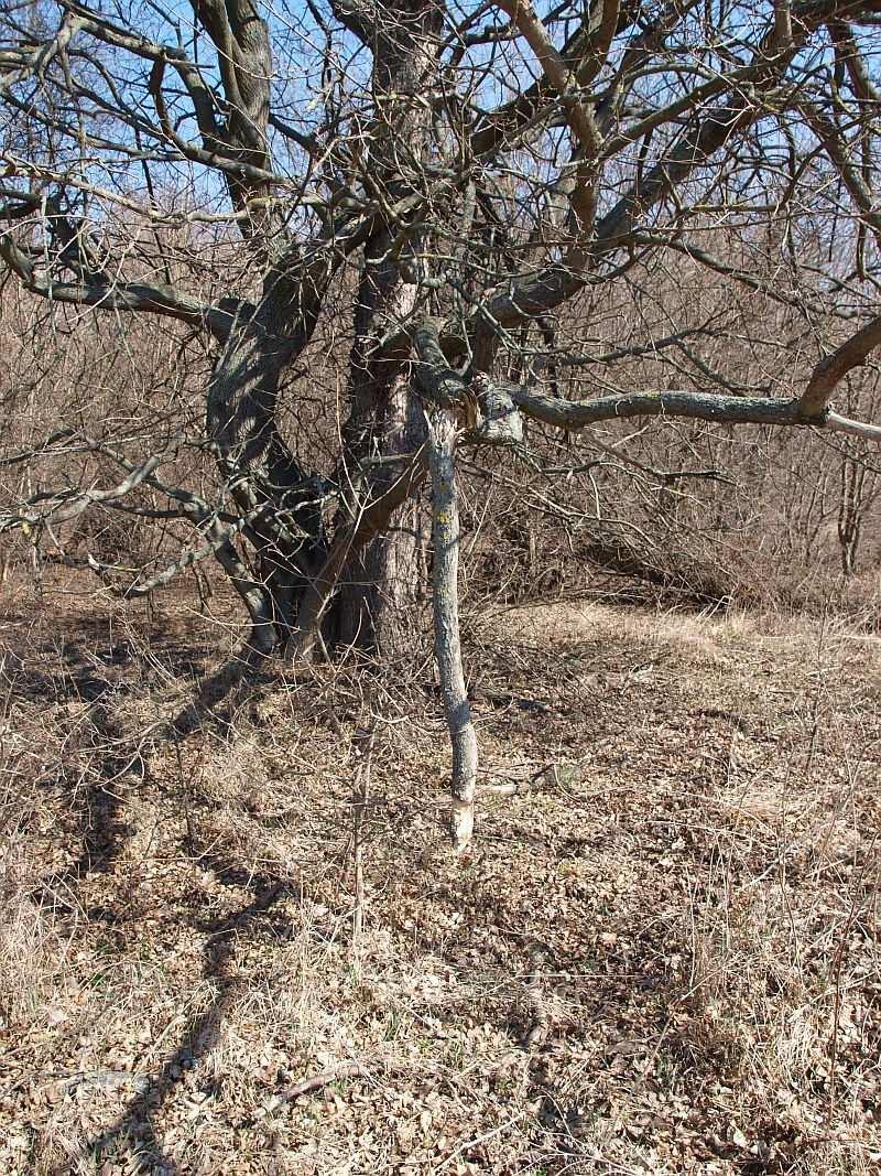 Tab. 22 Počet jedinců dle Djako