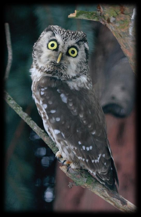 Ptáci Na podzim loňského roku jsme přesunuli pár orlosupů bradatých (Gypaetus barbatus aureus) expozice, kterou obývali řadu let do sousední, ale větší a jinak uspořádané voliéry.