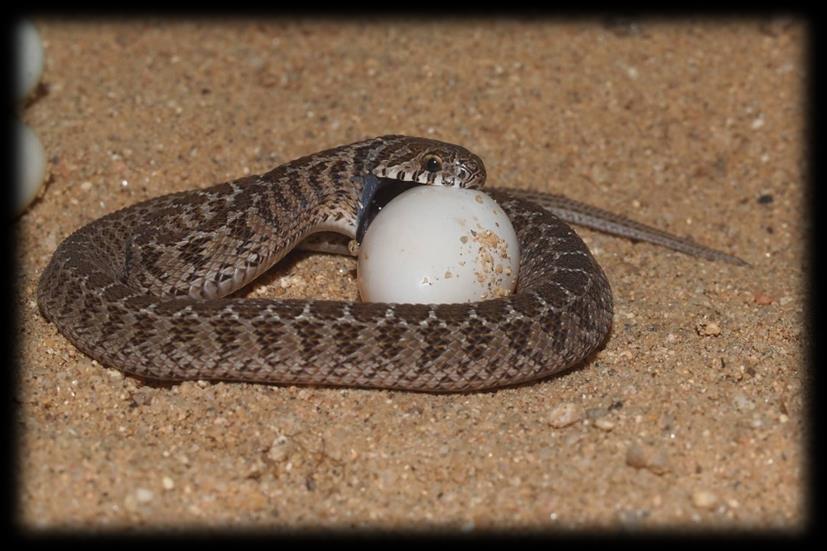 Plazi I v letošním roce se nám dařilo v chovu severoafrických ještěrů, trnorepů skalních afrických (Uromastyx acanthinura). Ze snůšek od dvou samic se podařilo odchovat celkem čtyřicet pět mláďat.