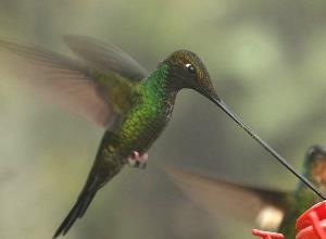 Urči jméno, délku ptáčka od zobáčku po ocásek a to, čím je zajímavý. Kolibřík Helenin (včelí) mává nejrychleji křídly ze všech kolibříků (200x za minutu).