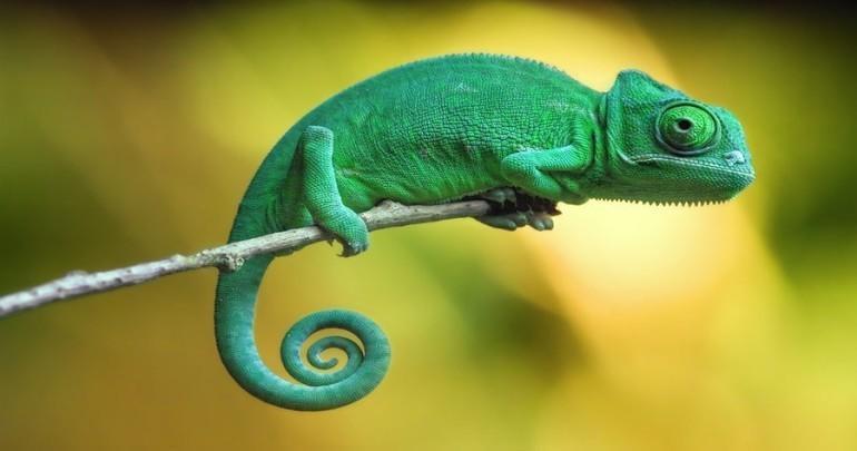 Finálové kolo 6. ročník 22. CHAMELEON Patrik dostal na Štědrý den dva chameleony. Ještě ten samý den je nakrmil.