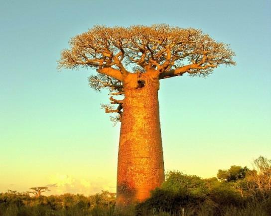 Finálové kolo 6. ročník 3. BAOBAB Jaké množství vody v sobě zadržuje baobab?