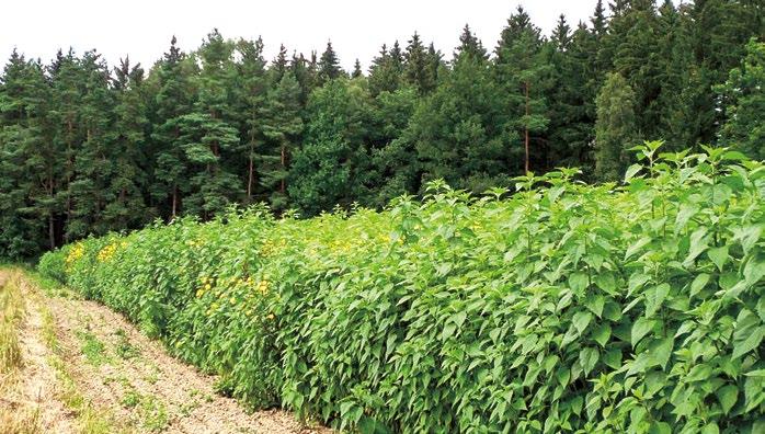 TOPINAMBUR HLÍZNATÝ 1. ÚVOD Topinambur hlíznatý (Helianthus tuberosus L.) pochází z Mexika, z území indiánského kmene Topinambus. Do Evropy se dostal až po objevení Ameriky.