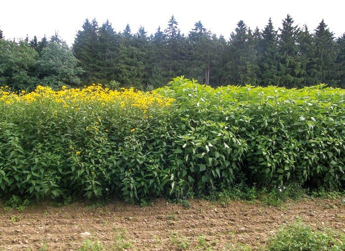4. VÝBĚR ODRŮD TOPINAMBURU Z pohledu využití topinamburu pro produkci natě (krmné nebo energetické využití) jsou rozhodující produkční schopnosti nadzemní části jednotlivých klonů