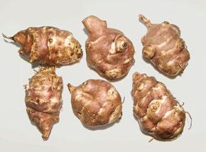 Odrůda Rút je jedinou z těchto čtyř odrůd, která má hlízy s červenou slupkou. Hlízy jsou vejčité, středně protáhlé, široké s pravidelným tvarem. Průměrný výnos hlíz byl 38 t/ha.