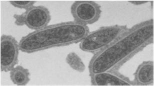 průnik formování biofilmu váží vodu zabraňují vyschnutí zásoba některých živin shromažďování