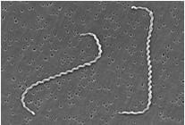 coli 1x2 µm