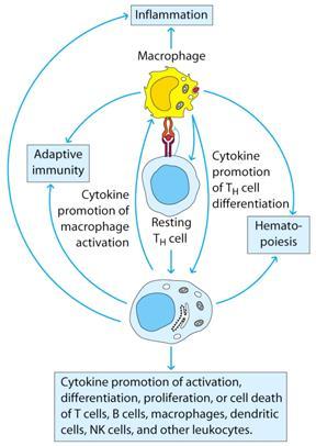 Cytokinová síť Koordinované spolupůsobení cytokinů Prozánětlivé Protizánětlivé Růstové faktory