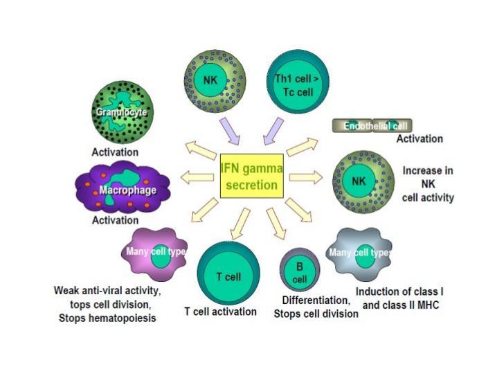 buňky Fibroblasty Specifická imunita T lymfocyty