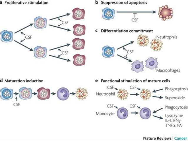 SCF (Stem cell