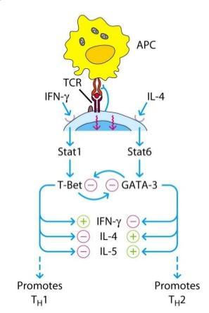 IFN gama a TNF Aktivace Th2