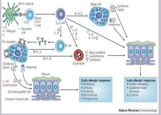 Role cytokinů u