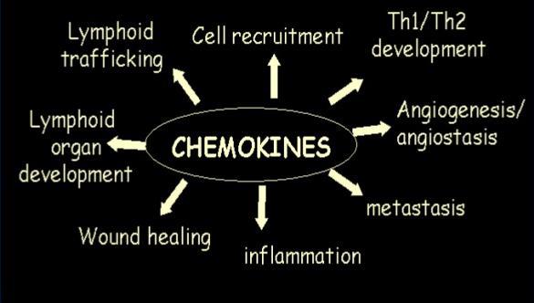 Chemokiny Chemotaktické cytokiny 4 skupiny dle počtu a vzdálenosti cysteinů -