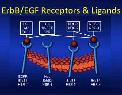 Ligand - receptor Cytokin může působit pouze na buňku, která exprimuje receptor