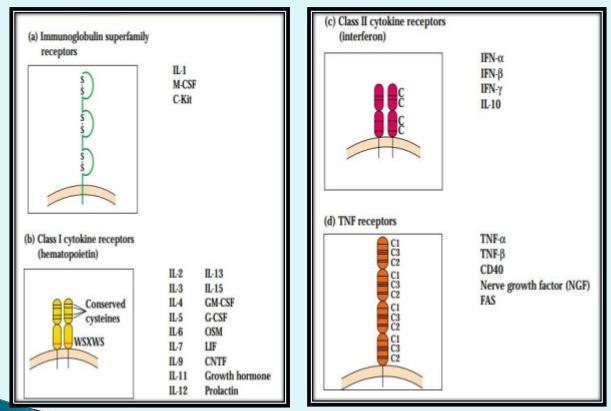 receptory interferonů Receptory pro TGF