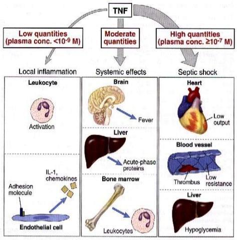 Terapeutické využití cytokinů Tumor necrosis factor (TNF) -Pro-zánětlivý cytokin produkován zejména monocyty a lymfocyty -aktivuje endoteliální buňky k adhezi buněk - Aktivuje lymfocyty k produkci