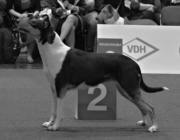 Kraťandy na Světové výstavě Světová výstava Lipsko 11. 11. 2017-67 KK, rozhodčí Hans-Joachim Dux, DE Přihlášeno 67 KK Krátkosrsté kolie z ČR se na Světové výstavě v Lipsku rozhodně neztratily.