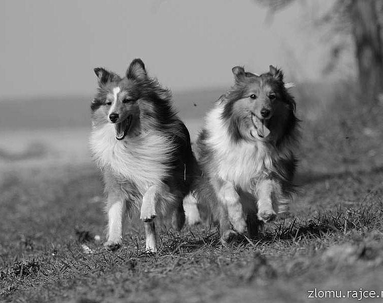 Magazín collie & sheltie 1 / 2018 Přejeme všem členům