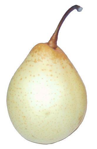 Jabloň Pyrus
