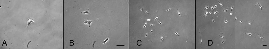 Bulge-derived NCCs