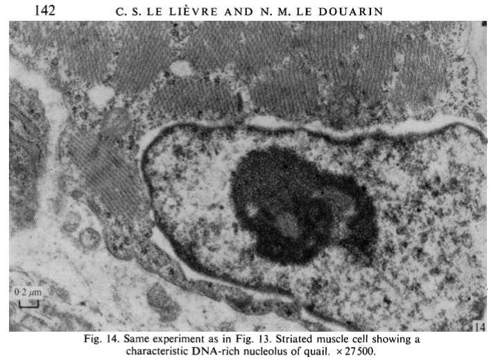 chick embryos C. S. Le Lièvre, N. M.