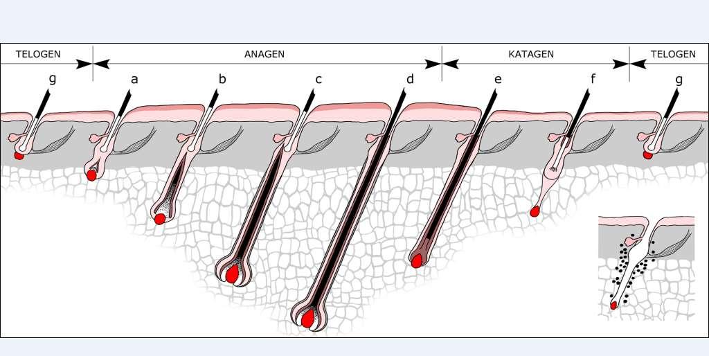 Růstový cyklus vlasu. Růstová fáze, anagen (2-6 let), začíná regenerací dolního segmentu folikulu.