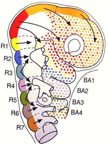 Migrace buněk hlavové neurální lišty z prosencephala a mesencephala do okolí oka a čichové plakody, z rhombencephala do žaberních oblouků po obvodu faryngu R1, 3 a 5 - převážně apoptóza R2 1.
