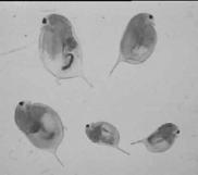 Příklady modelů Ekotoxikologické biotesty -Producenti - ve vodě - v půdním prostředí