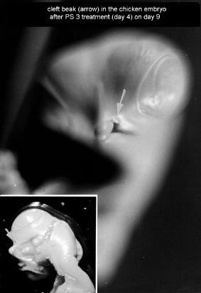 Embryotoxicity