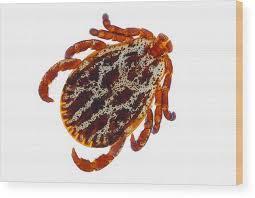 Klíšťová lymfadenopatie (TIBOLA, DEBONEL) Etiologie: Rickettsia slovaca Sekeyova Z et al. Rickettsia slovaca sp.nov., a member of the spotted fever group rickettsiae.