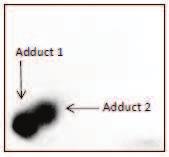 0,3 0,25 BaP-9,10-diol Relative peak area 0,2 0,15 0,1 Mx BaP-4,5-diol BaP-7,8-diol BaP-1,6-dion 0,05 BaP-3,6-dion 0 CPR CPR + cyt b5 CPR CPR + cyt b5 CBR + cyt b5 CPR + CBR + cyt b5 BaP-3-ol