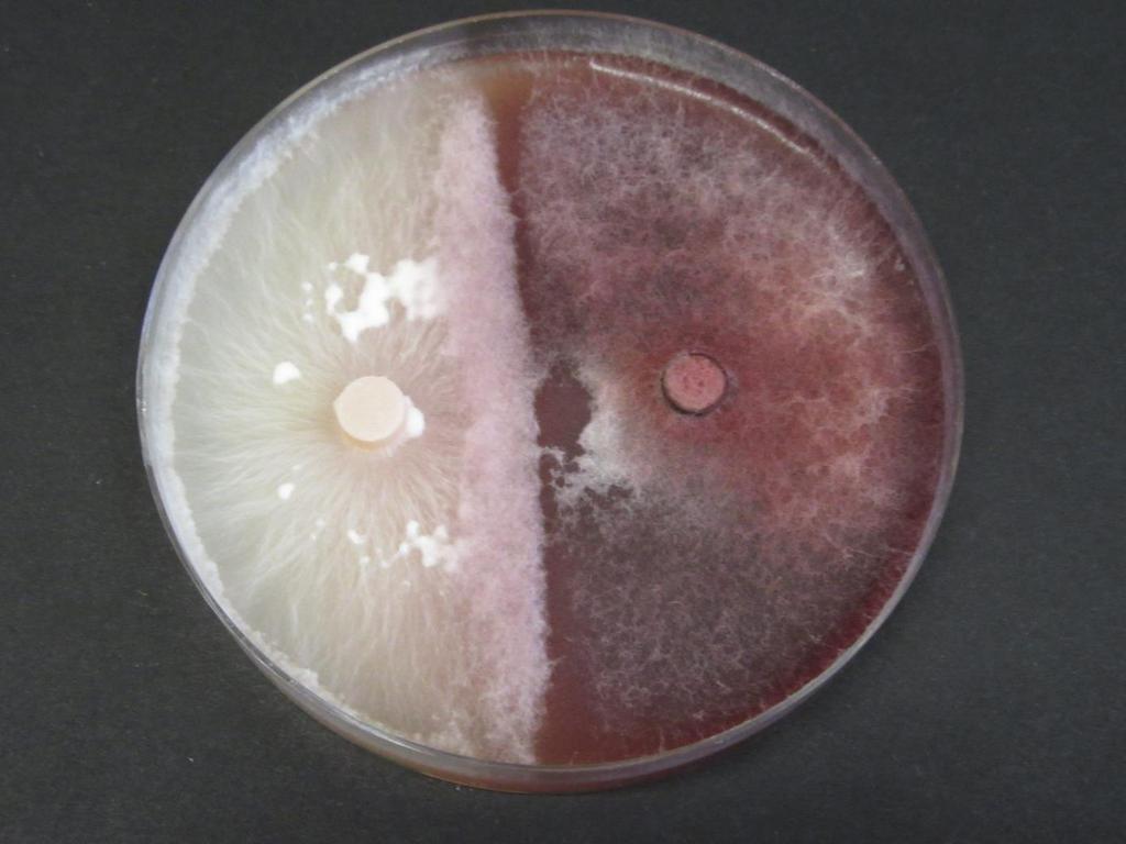 Obrázek 3 Vpravo Bacillus amyloliqufascient, vlevo znatelně potlačené Foc.