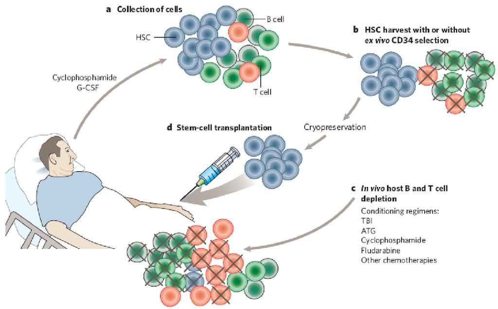 Rekonstituce Transplantace hematopoetickými zárodečnými buňkami AHSCT může navodit reboot funkce thymu a regenerovat repertoár diverzifikovaných naivných T-buňek, které jsou následně méně