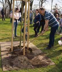 dub cer byl zasazen 9. dubna v Parku Dlážděnka v Praze 8 za účasti zastupitele MČ Víta Cézy. 11.