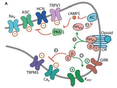 Účinky opioidů 4 opioidní receptory μ, κ, δ, nociceptin G proteiny 8 efektorů hyperpolarizace, excitability 3 místa centrální neurony periferní neurony (DRG) imunitní buňky 3 účinky