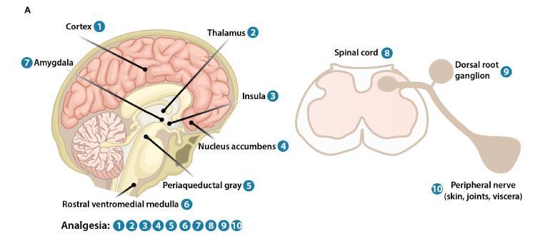 Analgetické / antinociceptivní účinky opioidů Machelska H, Celik MÖ: Advances in