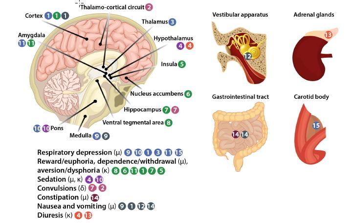 Vedlejší účinky opioidů sedace psychika euforie dysforie závislost deprese dechu útlum kašle rigidita svalstva nauzea/zvracení
