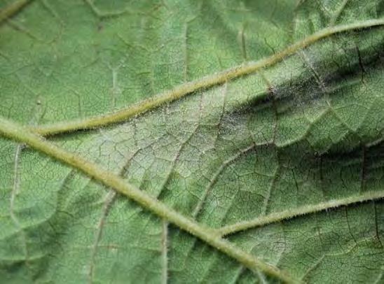 - K šíření choroby může dojít až při oteplení na počátku příštího období (optimální teploty pro patogen 21 30 C).